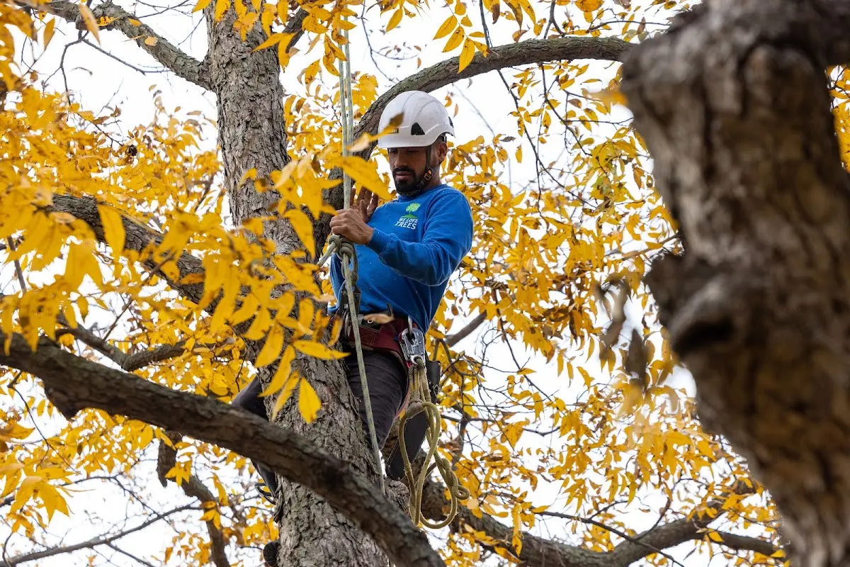 Skilled Tree Transplanting crew working in Atkinson